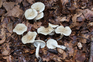  (Tricholoma lascivum - O-F-258614)  @11 [ ] by-nc-sa (2021) Unspecified University of Oslo, Natural History Museum