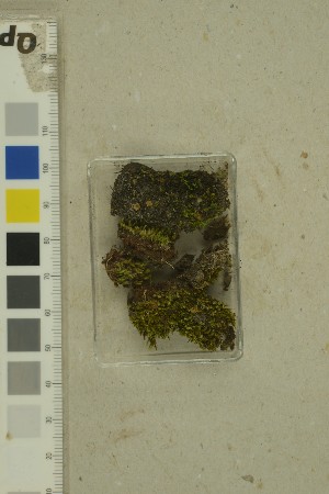  (Scutellinia macrospora - O-F-258989)  @11 [ ] by-nc-sa (2023) Unspecified University of Oslo, Natural History Museum