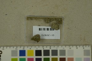  (Scutellinia scutellata - O-F-259020)  @11 [ ] by-nc-sa (2023) Unspecified University of Oslo, Natural History Museum