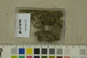  (Scutellinia paludicola - O-F-259026)  @11 [ ] by-nc-sa (2023) Unspecified University of Oslo, Natural History Museum