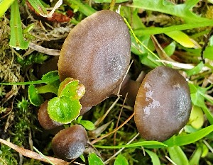  (Neohygrocybe sp - O-F-259660)  @11 [ ] by-nc-sa (2023) Unspecified University of Oslo, Natural History Museum