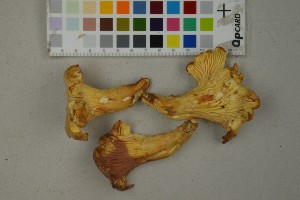  (Cantharellus amethysteus - O-F-260461)  @11 [ ] by-nc-sa (2023) Unspecified University of Oslo, Natural History Museum