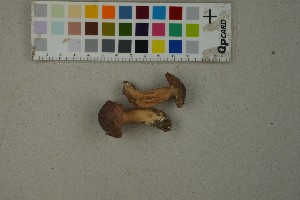  (Tricholoma albobrunneum - O-F-260463)  @11 [ ] by-nc-sa (2023) Unspecified University of Oslo, Natural History Museum