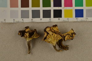  (Cantharellus melanoxeros - O-F-260510)  @11 [ ] CreativeCommons - Attribution Non-Commercial Share-Alike (2017) Unspecified University of Oslo, Natural History Museum