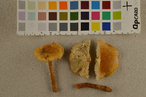  ( - O-F-260513)  @11 [ ] CreativeCommons - Attribution Non-Commercial Share-Alike (2017) Unspecified University of Oslo, Natural History Museum