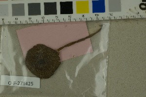  ( - O-F-271425)  @11 [ ] by-nc-sa (2025) Unspecified University of Oslo, Natural History Museum