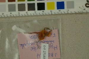  ( - O-F-271433)  @11 [ ] by-nc-sa (2025) Unspecified University of Oslo, Natural History Museum