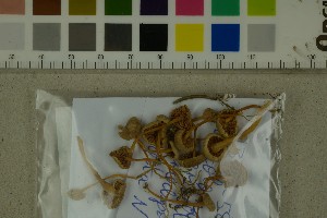  ( - O-F-271449)  @11 [ ] by-nc-sa (2025) Unspecified University of Oslo, Natural History Museum