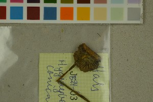  ( - O-F-271452)  @11 [ ] by-nc-sa (2025) Unspecified University of Oslo, Natural History Museum
