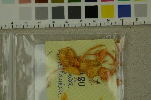  ( - O-F-271461)  @11 [ ] by-nc-sa (2025) Unspecified University of Oslo, Natural History Museum