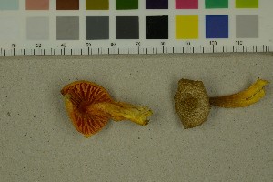  ( - O-F-271474)  @11 [ ] by-nc-sa (2025) Unspecified University of Oslo, Natural History Museum