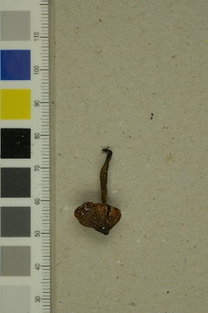  ( - O-F-271546)  @11 [ ] by-nc-sa (2025) Unspecified University of Oslo, Natural History Museum