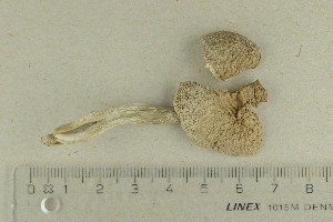  ( - O-F-282944)  @11 [ ] by-nc-sa (2021) Unspecified University of Oslo, Natural History Museum