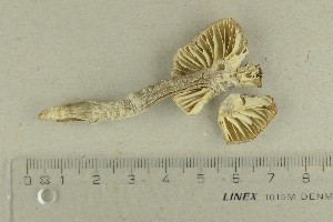  ( - O-F-282944)  @11 [ ] by-nc-sa (2021) Unspecified University of Oslo, Natural History Museum