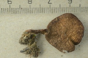  ( - O-F-285149)  @11 [ ] by-nc-sa (2021) Unspecified University of Oslo, Natural History Museum