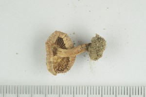  (Inocybe dunensis - O-F-285159)  @11 [ ] by-nc-sa (2021) Unspecified University of Oslo, Natural History Museum