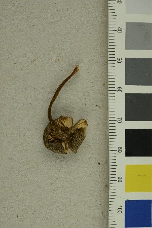  ( - O-F-287889)  @11 [ ] CreativeCommons - Attribution Non-Commercial Share-Alike (2019) Unspecified University of Oslo, Natural History Museum
