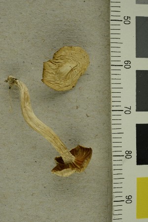  (Cuphophyllus russocoriaceus - O-F-288892)  @11 [ ] CreativeCommons - Attribution Non-Commercial Share-Alike (2019) Unspecified University of Oslo, Natural History Museum