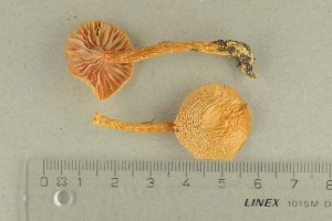 ( - O-F-288968)  @11 [ ] by-nc-sa (2021) Unspecified University of Oslo, Natural History Museum