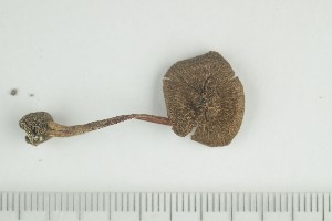  ( - O-F-289347)  @11 [ ] by-nc-sa (2021) Unspecified University of Oslo, Natural History Museum