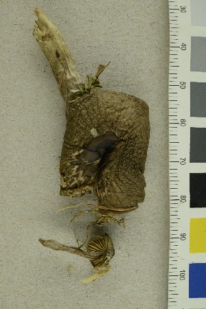  ( - O-F-292180)  @11 [ ] CreativeCommons - Attribution Non-Commercial Share-Alike (2019) Unspecified University of Oslo, Natural History Museum