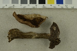  ( - O-F-293379)  @11 [ ] CreativeCommons - Attribution Non-Commercial Share-Alike (2017) Unspecified University of Oslo, Natural History Museum