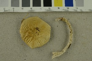  ( - O-F-293435)  @11 [ ] CreativeCommons - Attribution Non-Commercial Share-Alike (2017) Unspecified University of Oslo, Natural History Museum