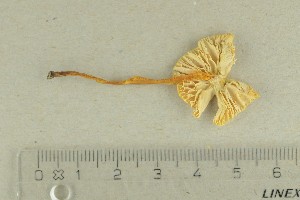  ( - O-F-293465)  @11 [ ] by-nc-sa (2021) Unspecified University of Oslo, Natural History Museum