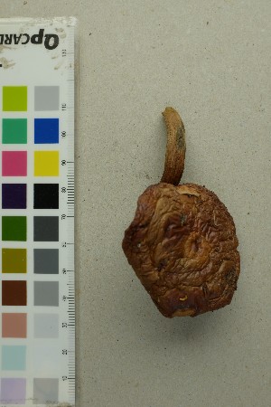  ( - O-F-295875)  @11 [ ] by-nc-sa (2025) Unspecified University of Oslo, Natural History Museum