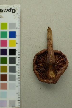  ( - O-F-295875)  @11 [ ] by-nc-sa (2025) Unspecified University of Oslo, Natural History Museum