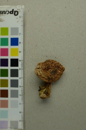 ( - O-F-301116)  @11 [ ] by-nc-sa (2025) Unspecified University of Oslo, Natural History Museum