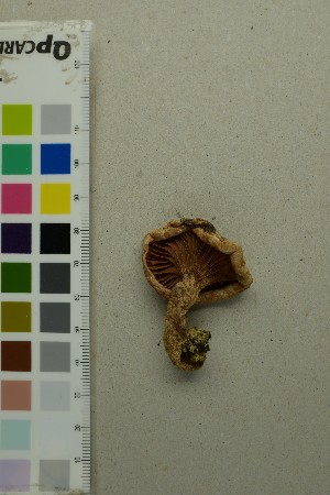  ( - O-F-301116)  @11 [ ] by-nc-sa (2025) Unspecified University of Oslo, Natural History Museum
