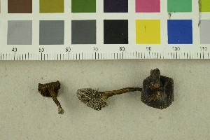  ( - O-F-301196)  @11 [ ] CreativeCommons - Attribution Non-Commercial Share-Alike (2017) Unspecified University of Oslo, Natural History Museum
