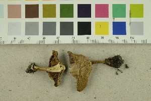  ( - O-F-301211)  @11 [ ] CreativeCommons - Attribution Non-Commercial Share-Alike (2017) Unspecified University of Oslo, Natural History Museum