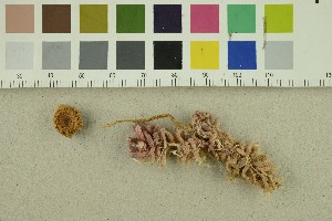  ( - O-F-301345)  @11 [ ] CreativeCommons - Attribution Non-Commercial Share-Alike (2017) Unspecified University of Oslo, Natural History Museum