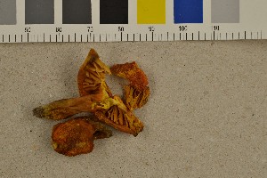  (Hygrocybe splendidissima - O-F-301612)  @11 [ ] CreativeCommons - Attribution Non-Commercial Share-Alike (2016) Unspecified University of Oslo, Natural History Museum