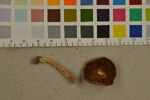  ( - O-F-301658)  @11 [ ] CreativeCommons - Attribution Non-Commercial Share-Alike (2016) Unspecified University of Oslo, Natural History Museum