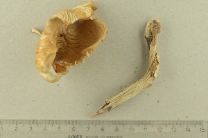  ( - O-F-302023)  @11 [ ] by-nc-sa (2021) Unspecified University of Oslo, Natural History Museum