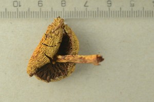  ( - O-F-302434)  @11 [ ] by-nc-sa (2021) Unspecified University of Oslo, Natural History Museum
