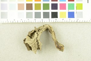  ( - O-F-302798)  @11 [ ] CreativeCommons - Attribution Non-Commercial Share-Alike (2017) Unspecified University of Oslo, Natural History Museum