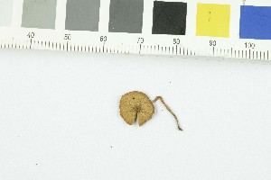  ( - O-F-303758)  @11 [ ] CreativeCommons - Attribution Non-Commercial Share-Alike (2017) Unspecified University of Oslo, Natural History Museum