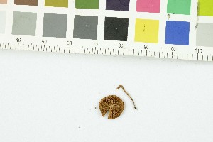  ( - O-F-303758)  @11 [ ] CreativeCommons - Attribution Non-Commercial Share-Alike (2017) Unspecified University of Oslo, Natural History Museum