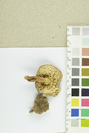  (Tricholoma inocybeoides - O-F-303834)  @11 [ ] CreativeCommons - Attribution Non-Commercial Share-Alike (2018) Unspecified University of Oslo, Natural History Museum