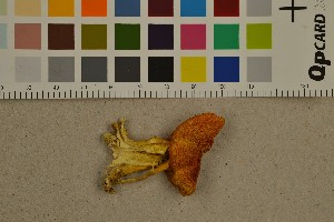  ( - O-F-303988)  @11 [ ] CreativeCommons - Attribution Non-Commercial Share-Alike (2016) Unspecified University of Oslo, Natural History Museum