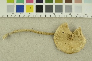  ( - O-F-304527)  @11 [ ] CreativeCommons - Attribution Non-Commercial Share-Alike (2018) Unspecified University of Oslo, Natural History Museum
