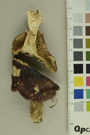  ( - O-F-305795)  @11 [ ] CreativeCommons - Attribution Non-Commercial Share-Alike (2018) Unspecified University of Oslo, Natural History Museum