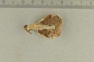  ( - O-F-308065)  @11 [ ] by-nc-sa (2021) Unspecified University of Oslo, Natural History Museum