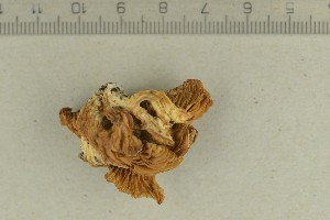  (Pleurotus pulmonarius - O-F-308532)  @11 [ ] by-nc-sa (2021) Unspecified University of Oslo, Natural History Museum
