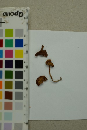  ( - O-F-309396)  @11 [ ] by-nc-sa (2025) Unspecified University of Oslo, Natural History Museum