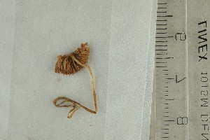  ( - O-F-309401)  @11 [ ] by-nc-sa (2021) Unspecified University of Oslo, Natural History Museum